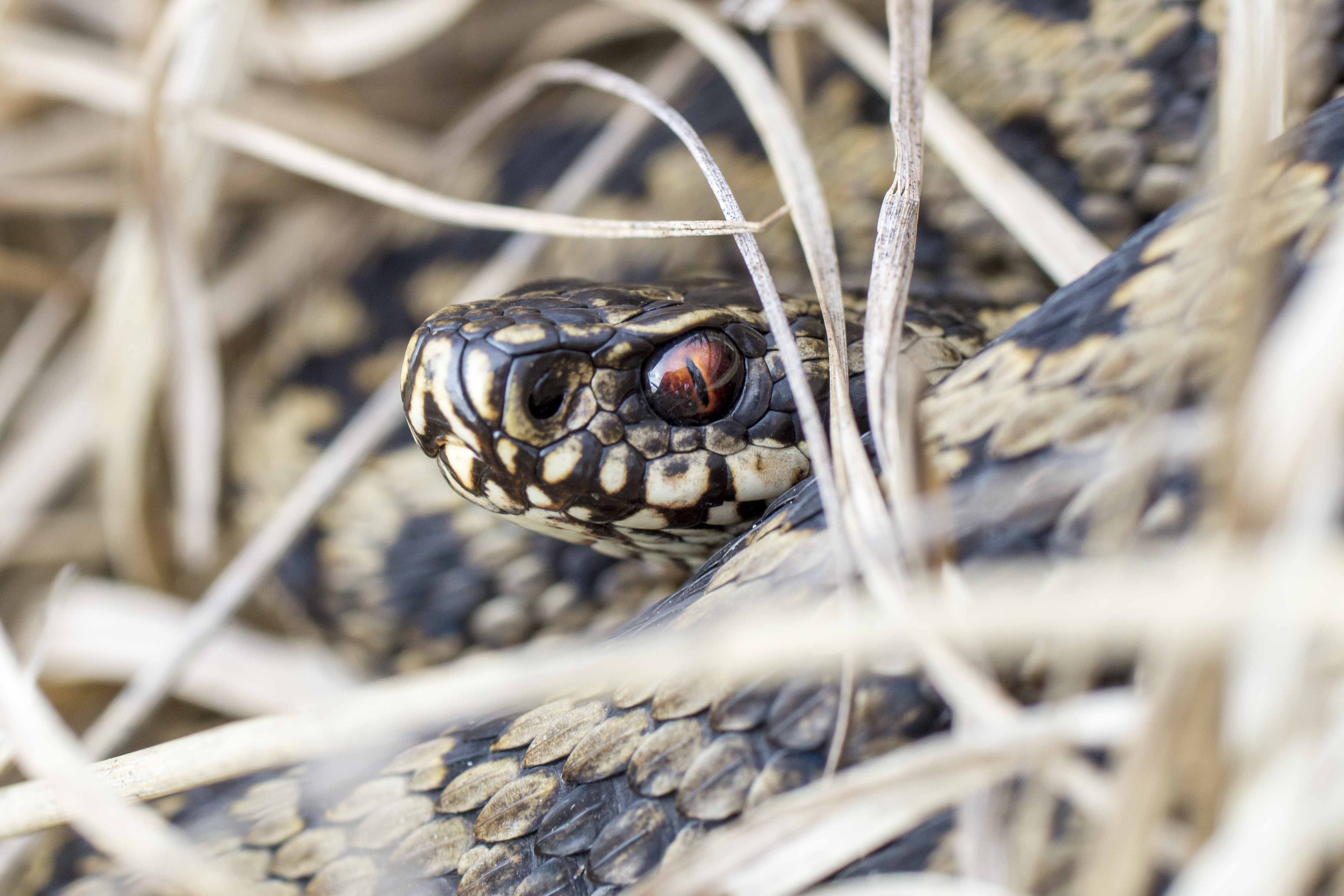 Natuurfotografie